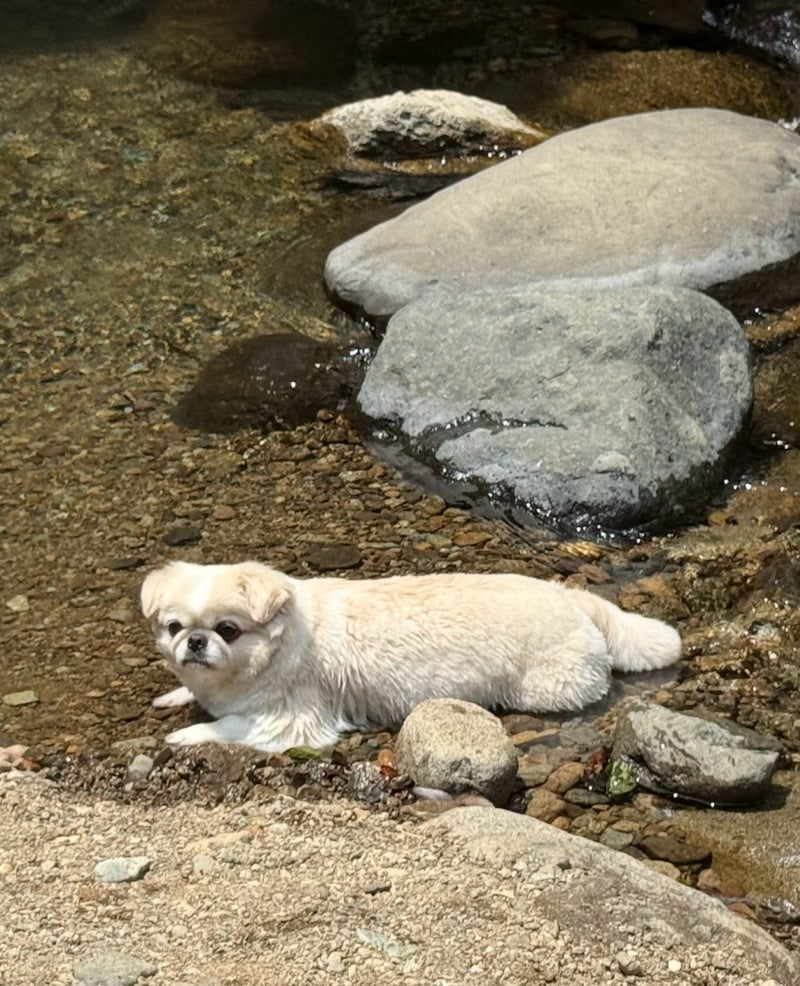 ざわちん 山水がお気に入りの愛犬の画像