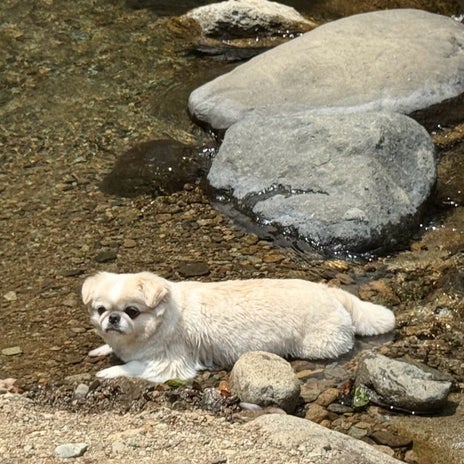 ざわちん 山水がお気に入りの愛犬の画像