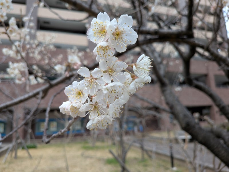 親子で励まし合い掴み取った合格の画像