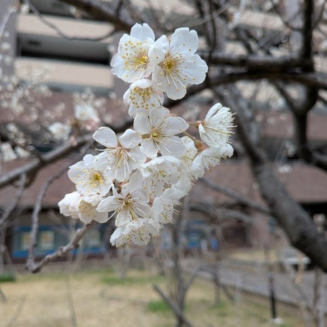 親子で励まし合い掴み取った合格の画像