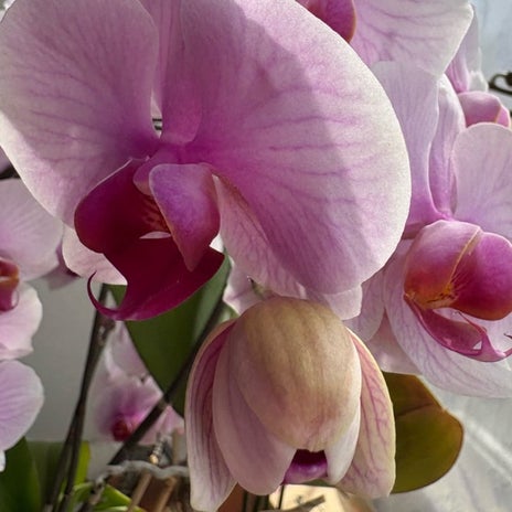 かとうかず子 ただ今洗濯タイムの画像