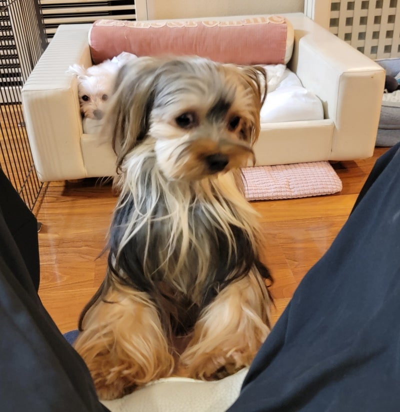 モト冬樹 撮影に気づき吠えない愛犬の画像