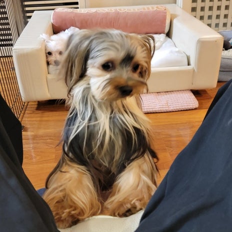 モト冬樹 撮影に気づき吠えない愛犬の画像