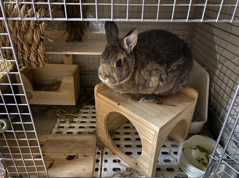 こちらを凝視してくるうさぎの圧の画像