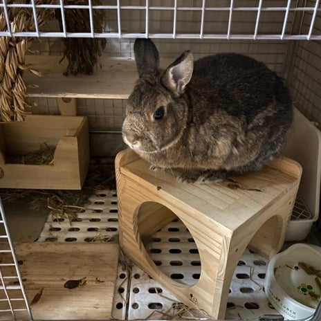 こちらを凝視してくるうさぎの圧の画像