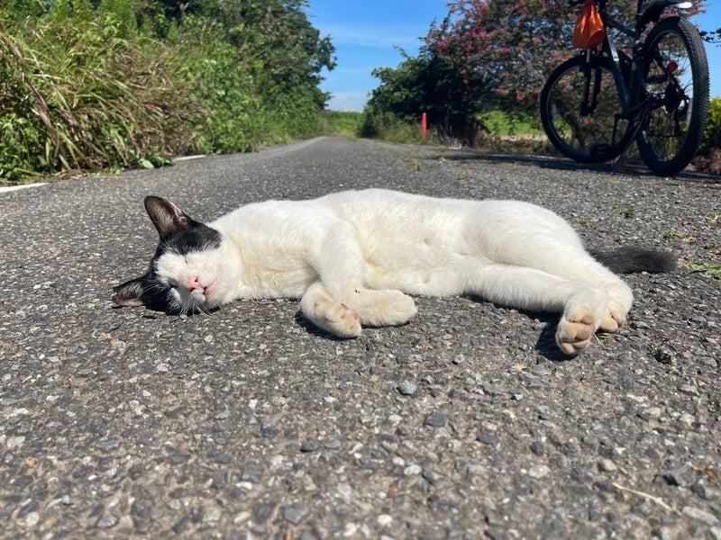 原田龍二 ジョギング前の愛猫の様子の画像