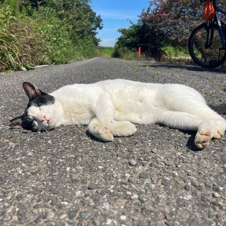 原田龍二 ジョギング前の愛猫の様子の画像