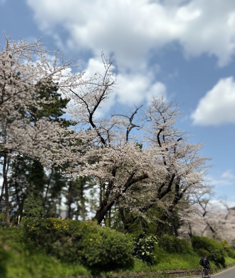 適応が早かった日本での生活