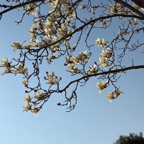 歯科受診後の相方との晩ごはんの画像