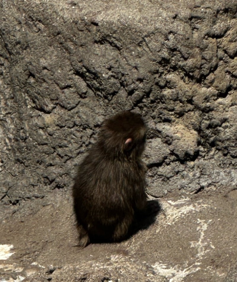 動植物園で見つけた会いたかった猿の画像