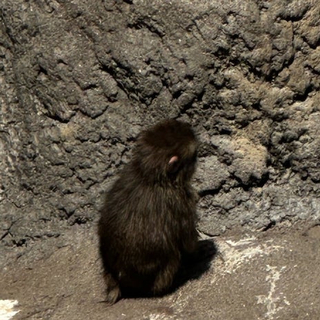 動植物園で見つけた会いたかった猿の画像
