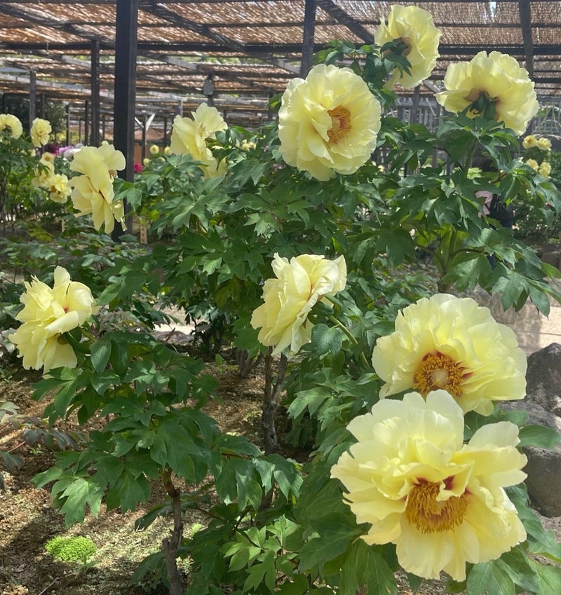 假屋崎省吾 日本一の牡丹園訪問の画像