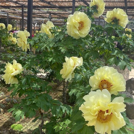 假屋崎省吾 日本一の牡丹園訪問の画像