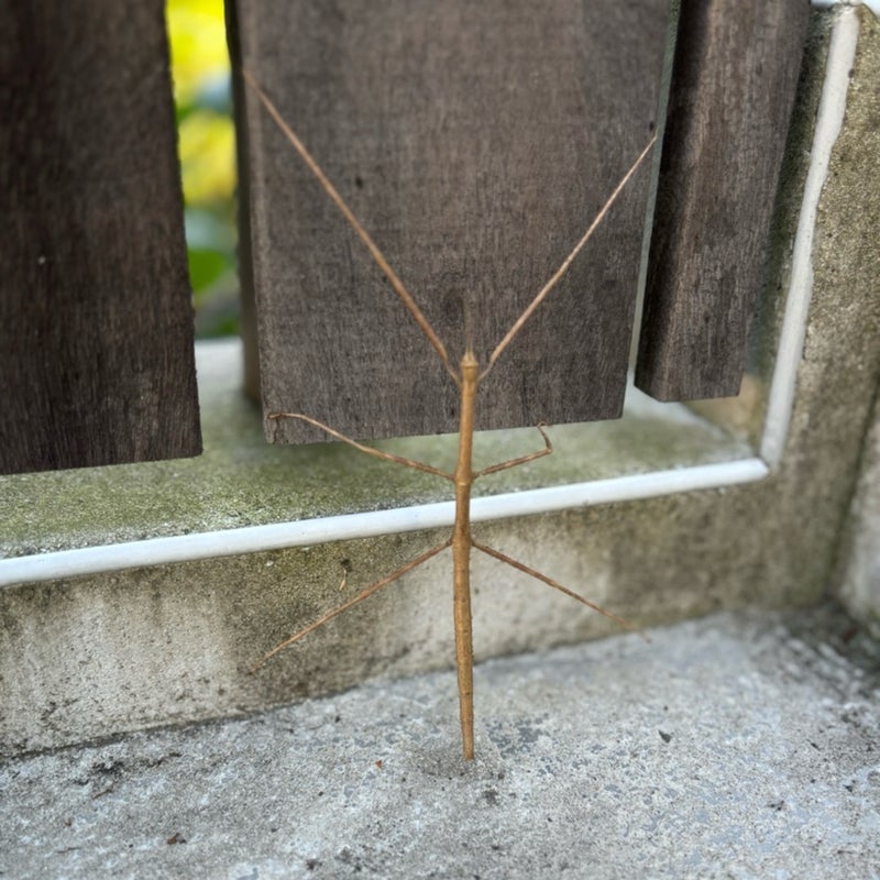 木の枝にしか見えないナナフシの画像
