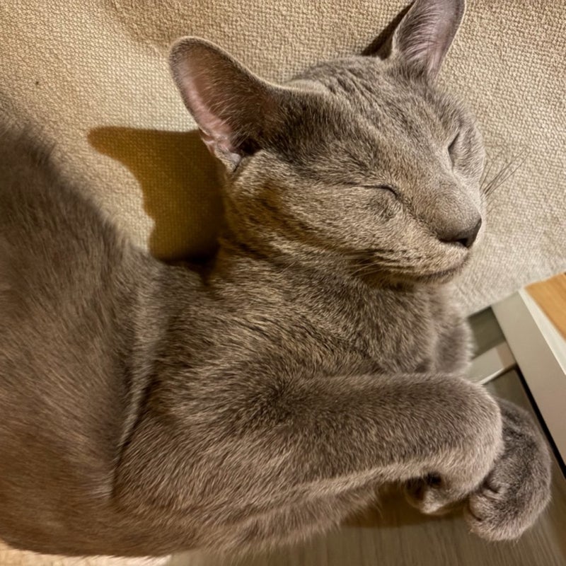 猫を傷つけた夫の許せない発言の画像