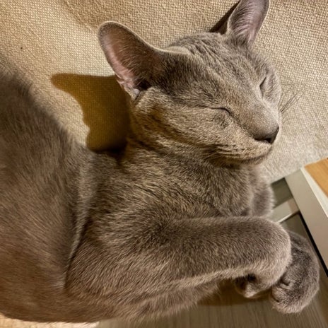 猫を傷つけた夫の許せない発言の画像