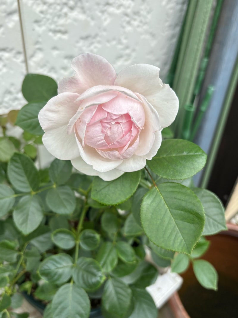 判明した年間20万円の企業年金の画像