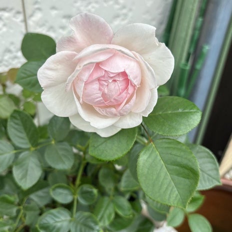 判明した年間20万円の企業年金の画像