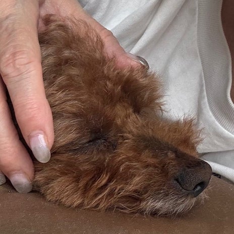 ヘルニアの痛みで眠れず寝不足の画像