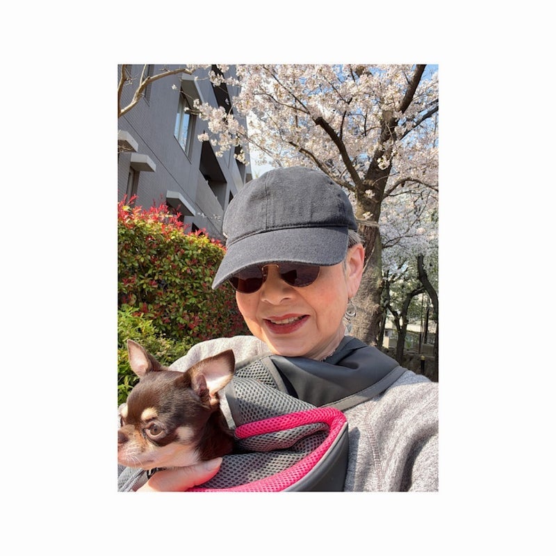 犬を抱っこして見た八分咲きの桜の画像