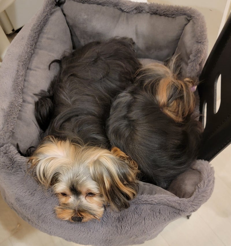 モト冬樹 2人で1つの愛犬たちの画像