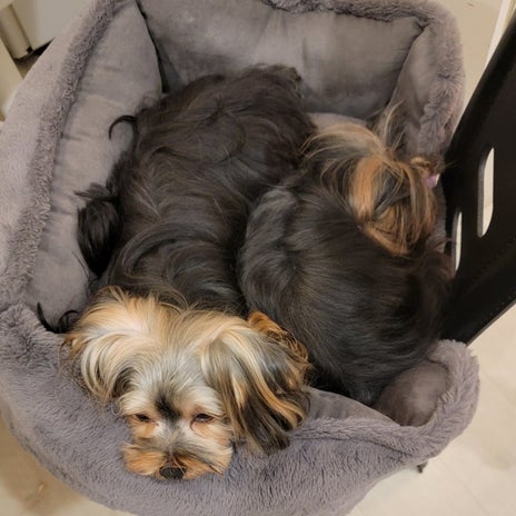 モト冬樹 2人で1つの愛犬たちの画像