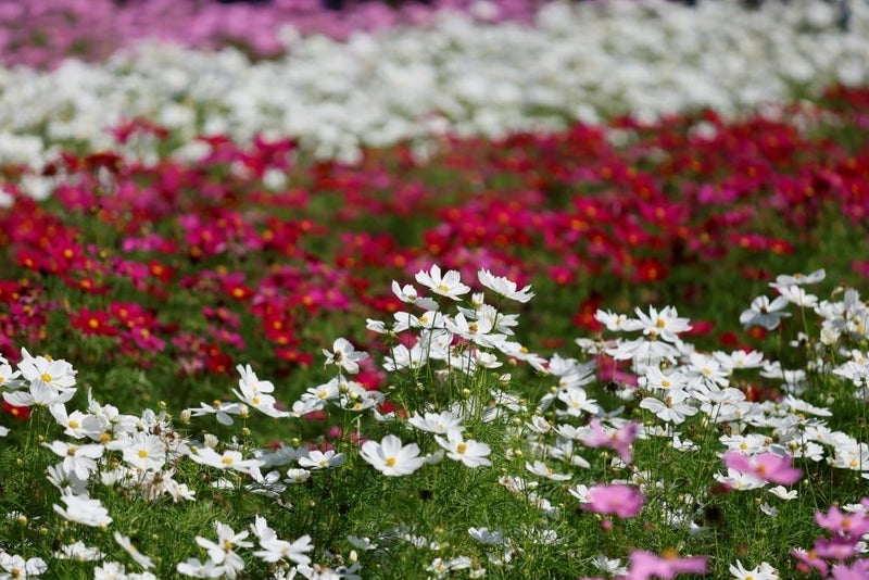 公園で花を見て撮れた楽しい1日の画像