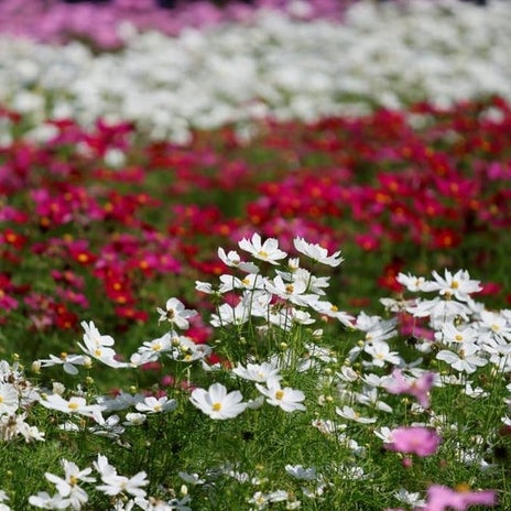 公園で花を見て撮れた楽しい1日の画像