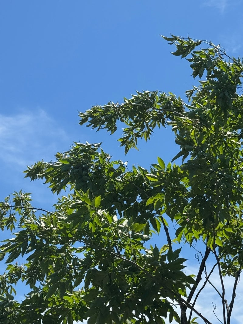 だいた 家づくり打ち合わせ後の内見の画像