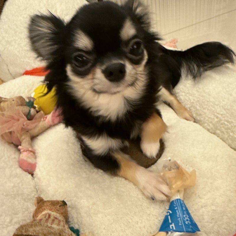 小柳ルミ子 愛犬とハムサンドの画像