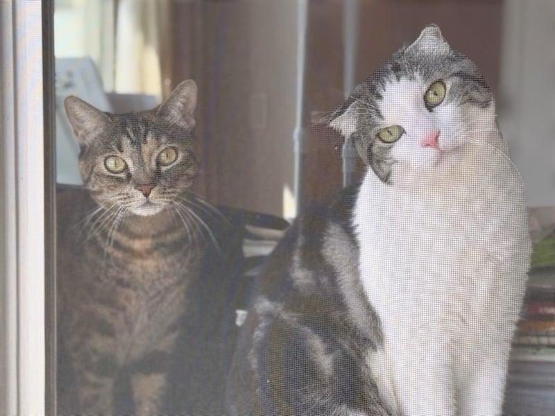 洗濯物を干すのをジーッと見ているの画像