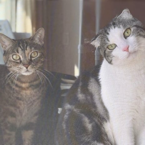 洗濯物を干すのをジーッと見ているの画像