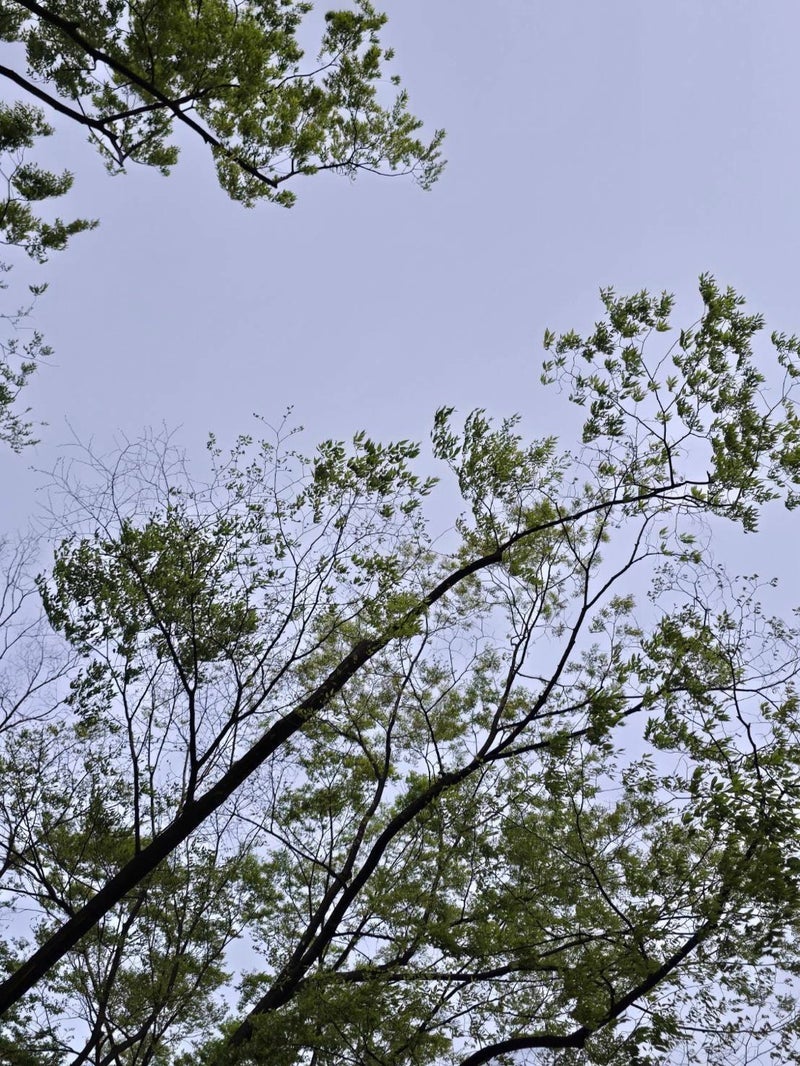 土屋太鳳 ふと気づいた綺麗な若葉の画像