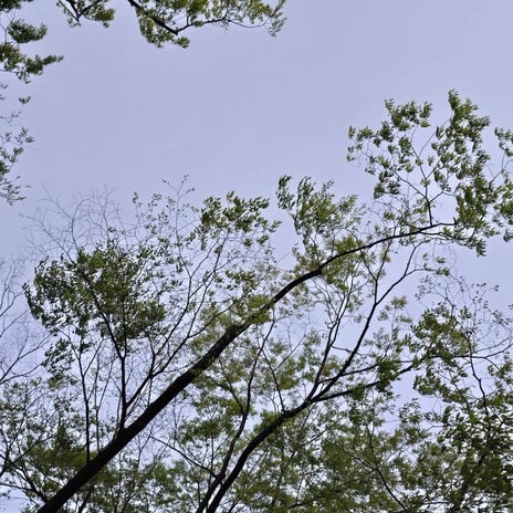 土屋太鳳 ふと気づいた綺麗な若葉の画像