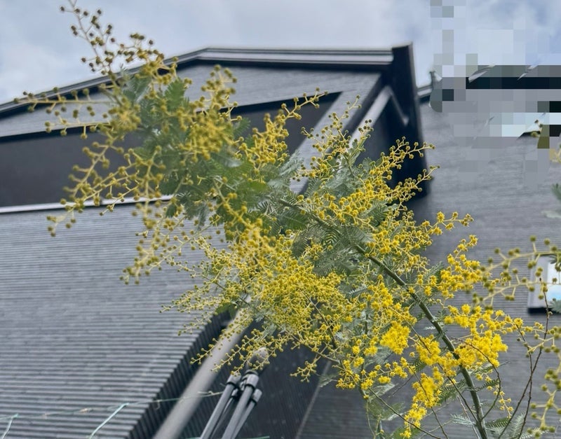 3年目にして初めて咲いたミモザの画像