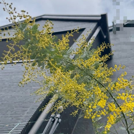 3年目にして初めて咲いたミモザの画像