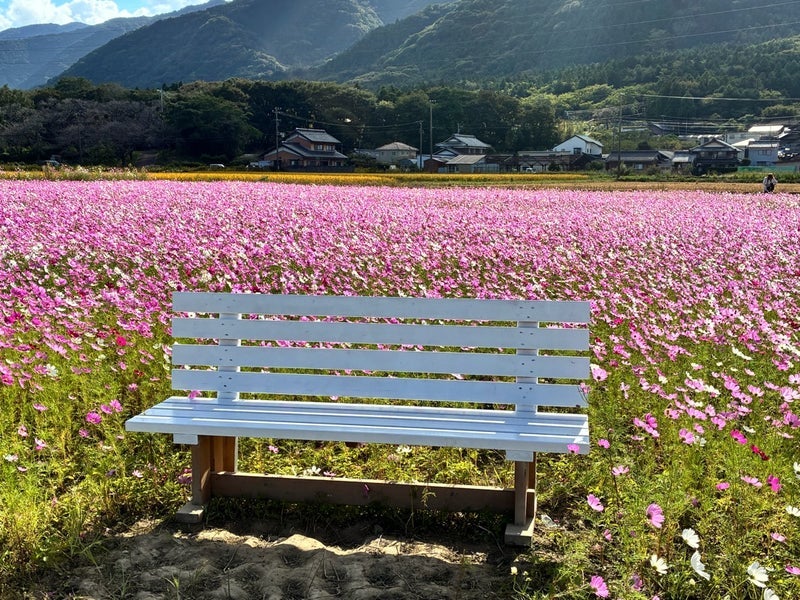 背中越しに聞こえた父の微かな嗚咽の画像