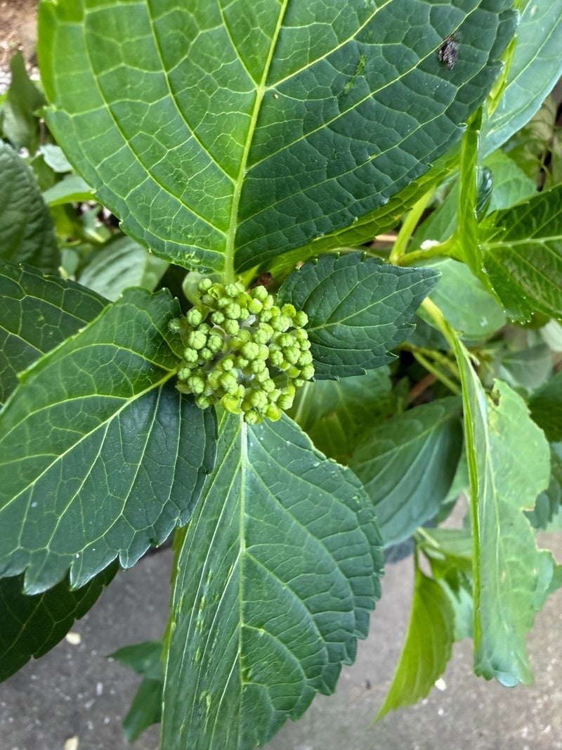 細川直美 諦めていた紫陽花の蕾の画像