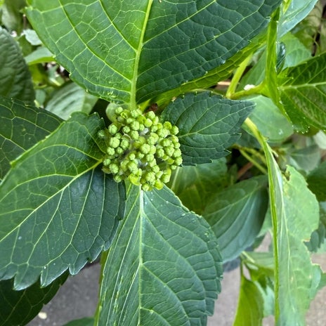細川直美 諦めていた紫陽花の蕾の画像