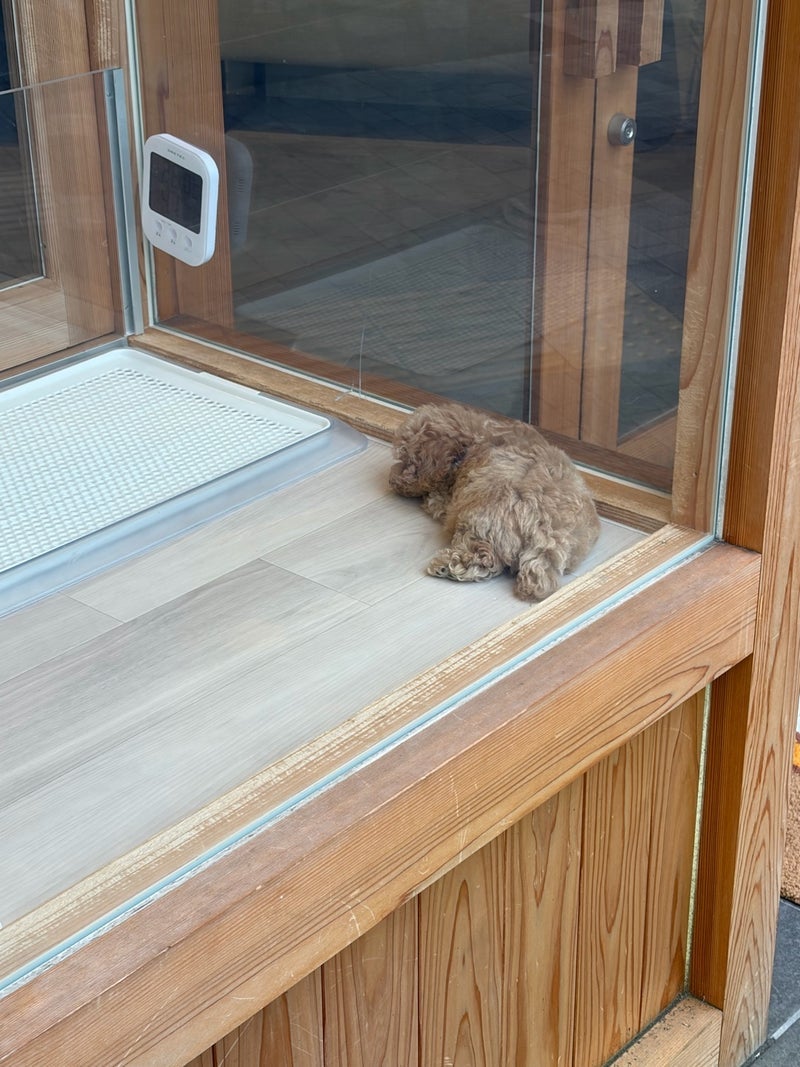 ヒデ 気になってしまう2匹の愛犬の画像