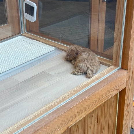 ヒデ 気になってしまう2匹の愛犬の画像