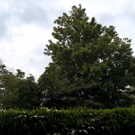 古村比呂 進まないお片付けの予定の画像