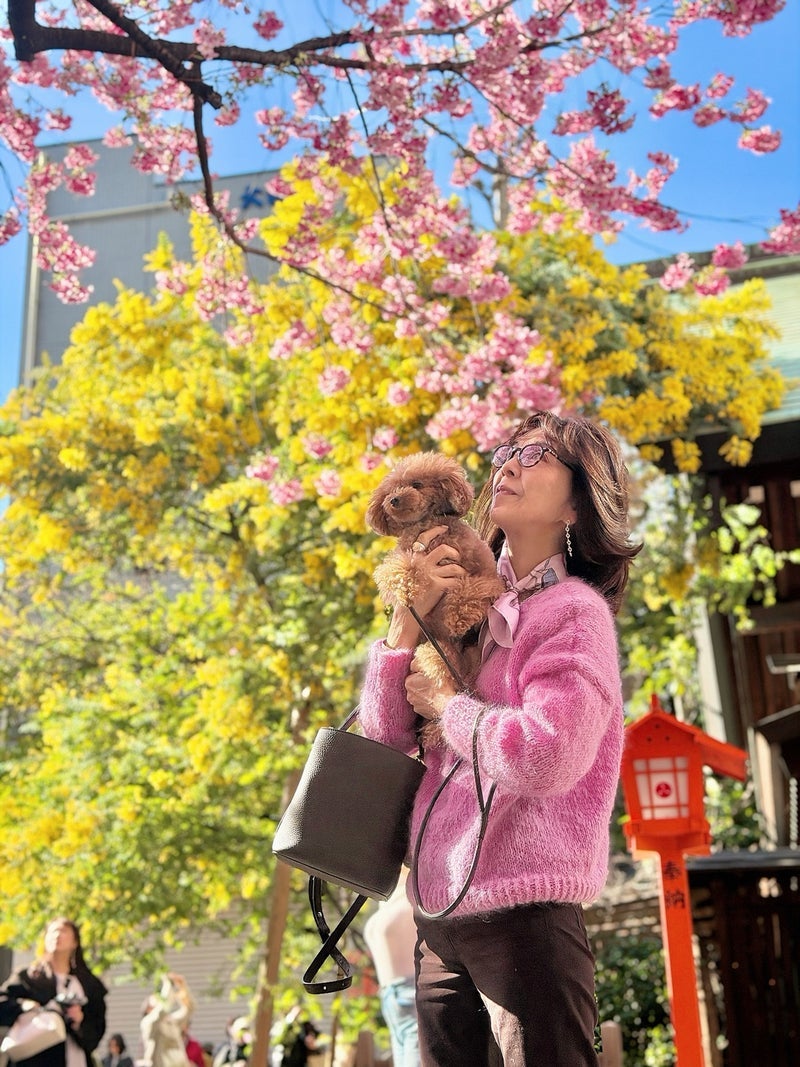 柏木由紀子 手編みセーターで花見の画像