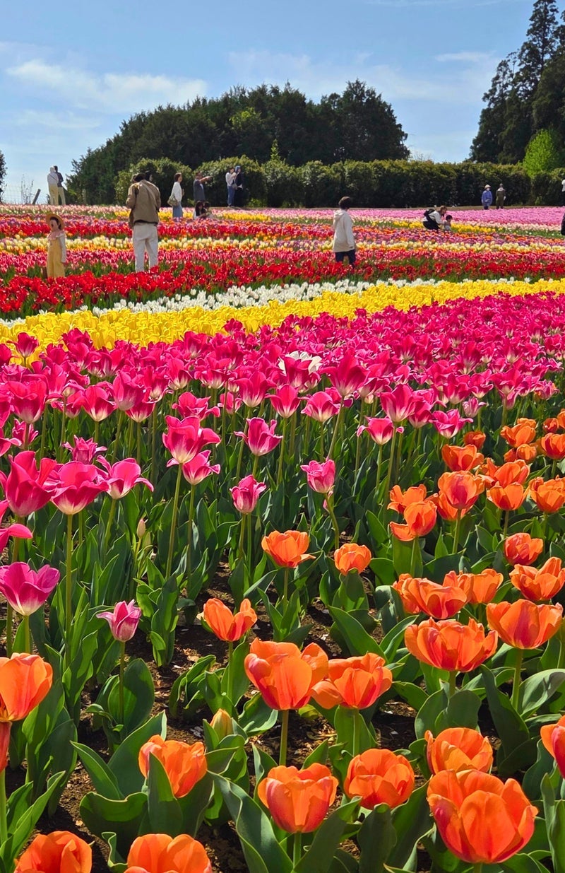 母と主人のお姉さんが落ちて骨折の画像