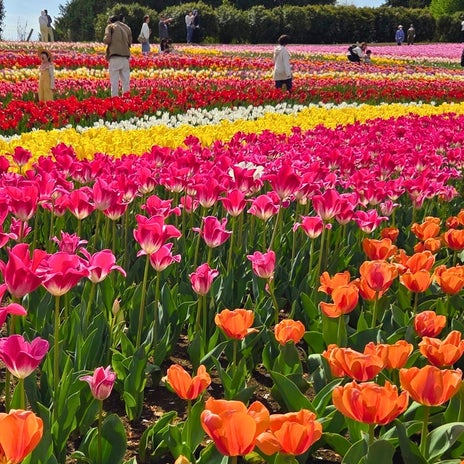 母と主人のお姉さんが落ちて骨折の画像