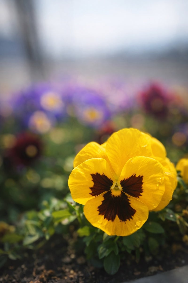 流産がなかったらと思う春の時期の画像