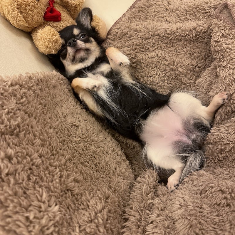小柳ルミ子 ボイトレで疲れた愛犬の画像