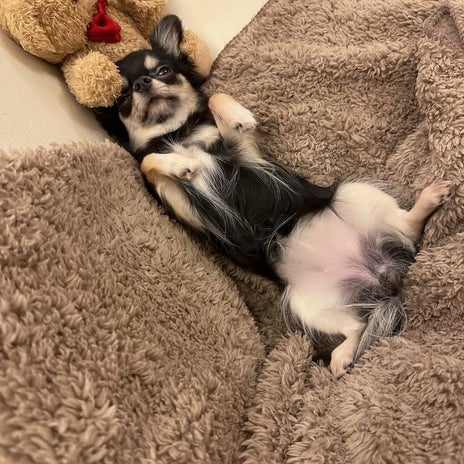 小柳ルミ子 ボイトレで疲れた愛犬の画像