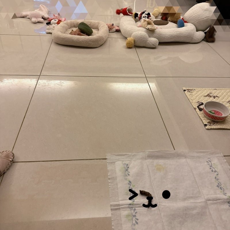 小柳ルミ子 愛犬がお利口さんな理由の画像