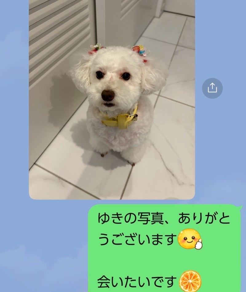 堀ちえみ シッターから愛犬写真の画像
